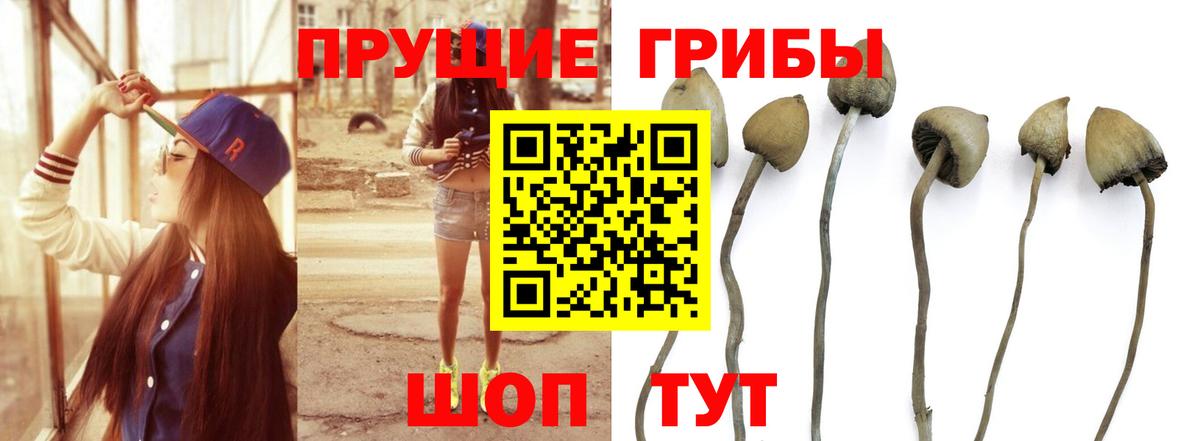 Губкинский  купить  сайты  Вход с VPN  Псилоцибиновые грибы Psilocybe 
